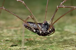 Opiliones: Harvestman