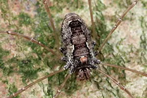 Opiliones: Harvestman