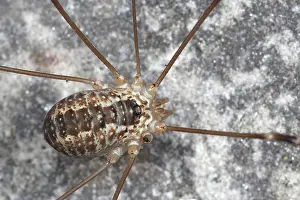 Opiliones: Harvestman