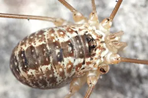 Opiliones: Harvestman