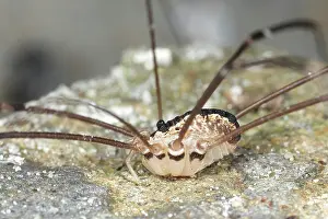 Opiliones: Harvestman