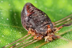 Opiliones: Harvestman