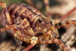 Opiliones: Harvestman