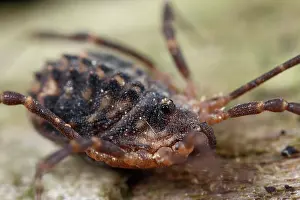 Opiliones: Harvestman