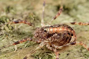 Opiliones: Harvestman