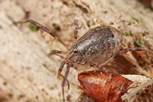 Groningen: Harvestman