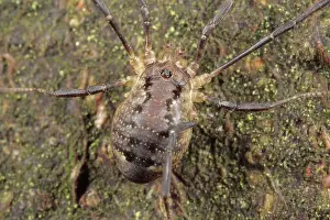 Harvestman: Harvestman