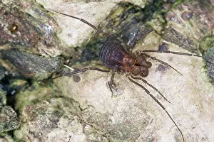 Harvestman: Harvestman