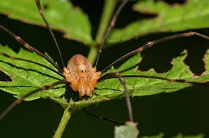 Opilio: Harvestman