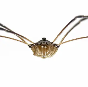 Mite: Harvestman