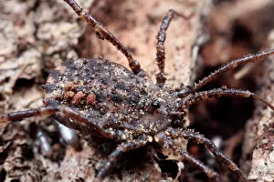 Limburg: Harvestman