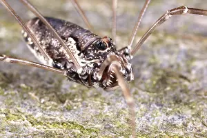 Opiliones: Harvestman