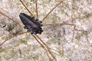 Opiliones: Harvestman