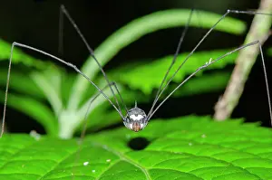 January: Harvestman