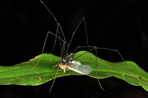 Planthopper: Harvestman / Daddy-long-legs - with it's prey