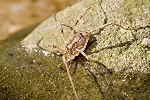 Creepy: Harvestman - drinking - UK
