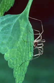 Opilio: Harvestman on a leaf