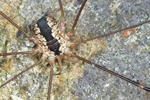 Opiliones: Harvestman (Leiobunum religiosum) sitting male on stone