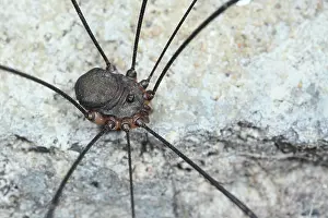 Opiliones: Harvestman (Leiobunum spec.A) male, sitting on stone