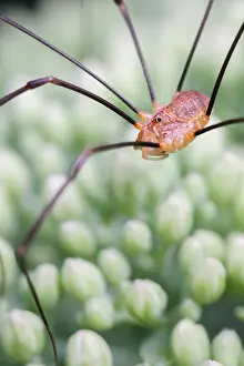 Harvester: Harvestman with missing leg, Norfolk UK