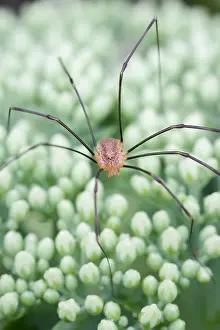 250417: Harvestman, Norfolk UK