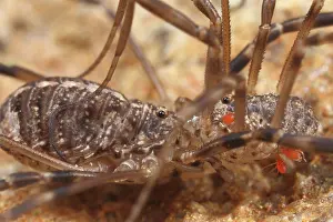 Opilio: Harvestman (Opilio saxatilis) couple, mating, The