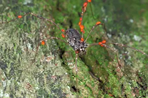 Mite: Mites