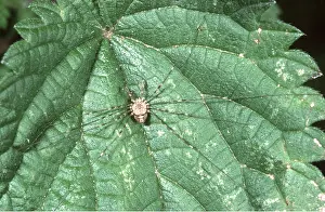 Segment: HARVESTMAN SPIDER
