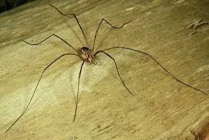 Opilio: Harvestman Spider - Male