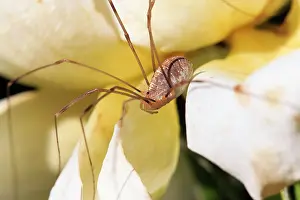Leiobunum: Harvestman Spider on rose petals in garden - Lower