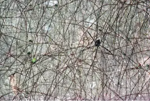 Puzzle: Harvestman spiders on tree trunk