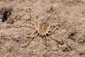 Opilio: Harvestman - UK