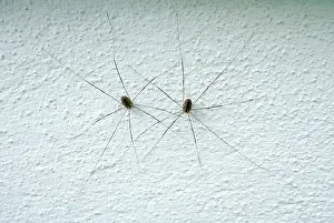 Harvestmen: Harvestmen Spider - pair on wall