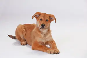 Harzer: Harz fox, puppy, 3 months, lying