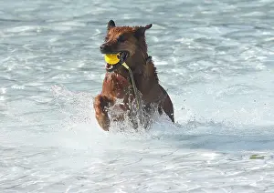 Mongrel: Harzer Fuchs Labrador, mixed breed, bitch, 7 years