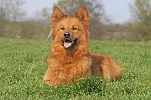 Harzer: Harzer Fuchs lying on a meadow Harzer Fuchs liegt