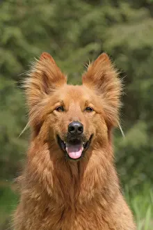 Harzer: Harzer Fuchs, male, 10 years, portrait Harzer Fuchs