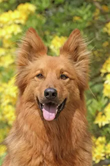 Harzer: Harzer Fuchs, male, 10 years, portrait Harzer Fuchs