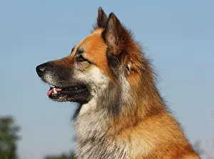 Harzer: Harzer Fuchs mixed breed, portrait, North Rhine-Westphalia