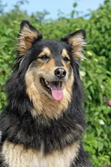 Harzer: Harzer Fuchs, portrait Harzer Fuchs (gelbbacke)