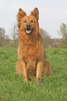 Sitzt: Harzer Fuchs sitting on a meadow Harzer Fuchs sitzt