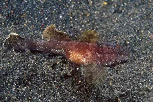 Sulawesi: Hasselt's Goby - Jahir dive site, Lembeh Straits, Sulawesi