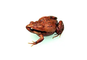 Froglets: HaswellIs froglet
