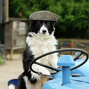 Driving: DOG