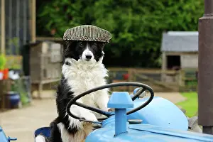 Driving: DOG