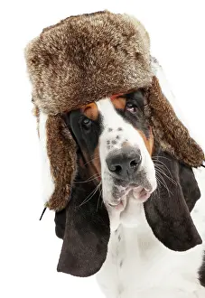 Trapper: Dog