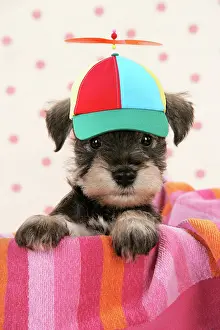 Propeller: Dog