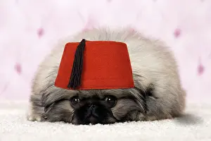 Pekingeses: Dog