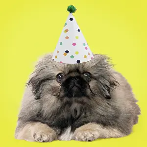 Weird: Dog