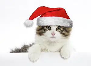 Leaning: Cat
